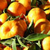 ortofrutta