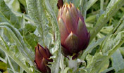 carciofo spinoso