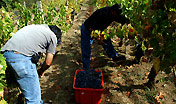 agricoltura vendemmia