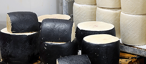 pecorino romano formaggio lavoro industria casearia caseificio latte pecorino romano formaggio lavoro industria casearia caseificio latte